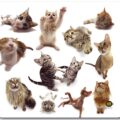 All-06915 Mousepad Cat Group
