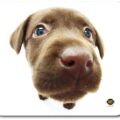 All-06917 Mousepad Chocolate Labrador