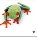 All-06930 Mousepad Tree Frog